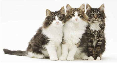 The Norwegian Forest Cat Cat Breeds Encyclopedia