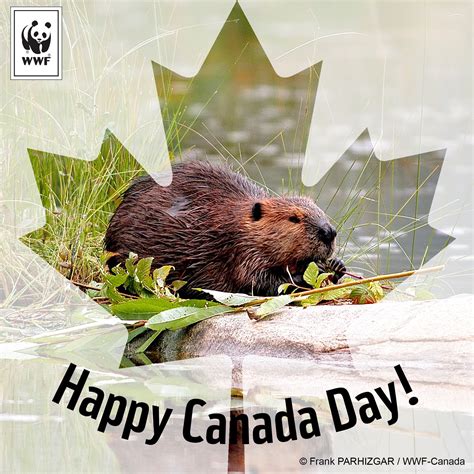 Pin by PSea on Oh Canada! | Happy canada day, Canada day, Canada