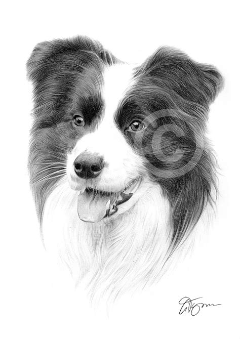 Border Collie Pencil Drawing Art Print A3 A4 Sizes Signed By Artist