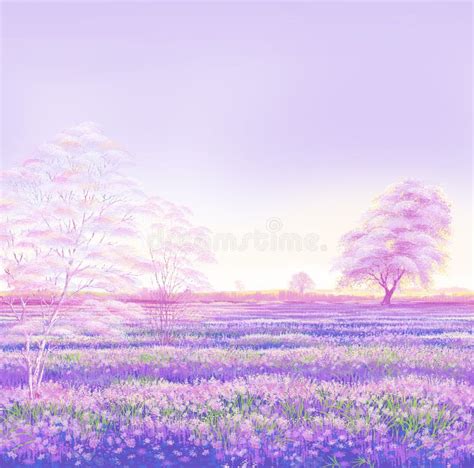 Lavender Field In Sunlight Beautiful Image Of Lavender Field Stock