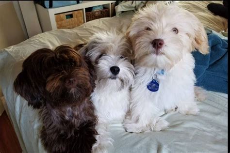 The havanese was first registered by the akc in. California Dreamin Havanese - Puppies For Sale