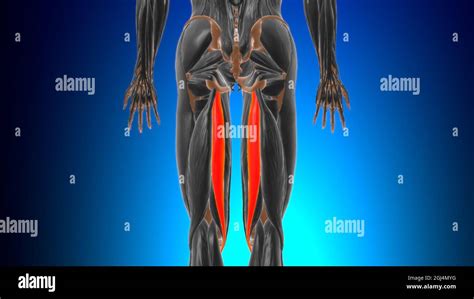Semitendinosus Muscle Anatomy For Medical Concept 3d Illustration Stock