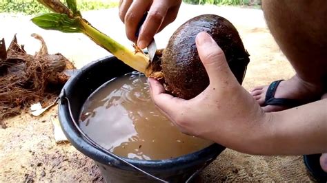 Anda menggeluti agribisnis kelapa sawit? cara belajar membuat bonsai kelapa sederhana bagi pemula ...