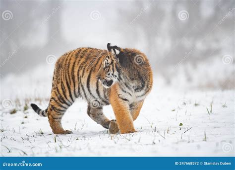 Siberian Tiger In The Snow In Winter Looking Back Panthera Tigris