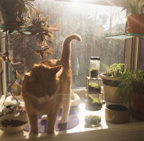 An Orange And White Cat Standing On Top Of A Window Sill Next To Potted