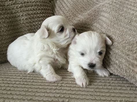 The pembroke welsh corgi puppy is one type of corgi. Maltese Puppies For Sale | Colorado Springs, CO #193248