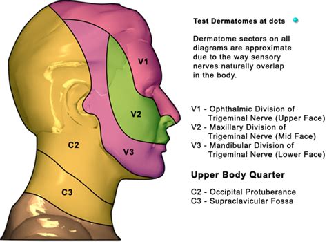 Dermatome Map Head