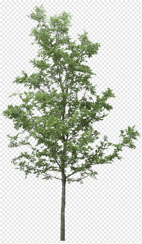 Tree Watercolor Tree Image File Formats Leaf Branch Png PNGWing