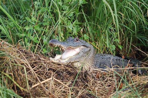 How Gorged Gator Guts Digest Big Bony Meals Unews Archive