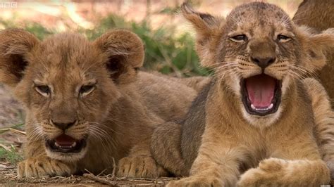 Cute Lion Cubs Only 6 Weeks Old This Wild Life Bbc Earth