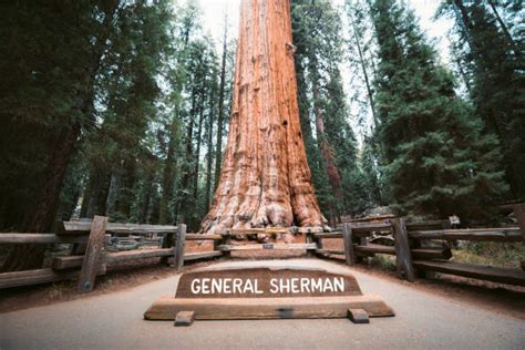 General Sherman Tree Location Stock Photos Pictures And Royalty Free