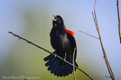 Blackbirds Flickr