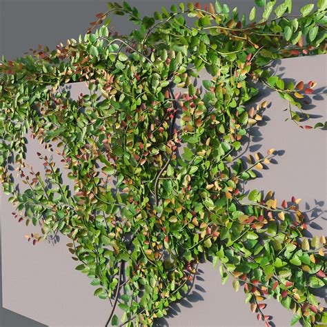 Xfrogplants Creeping Fig Ficus Pumila 3d Model Animated Cgtrader