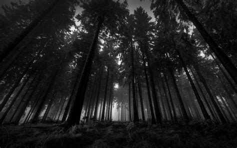 Dark Woods Hd Backgrounds Pixelstalknet