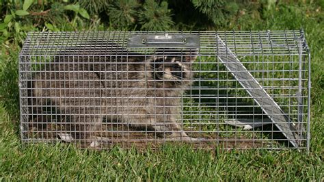 How To Release An Animal From A Live Trap