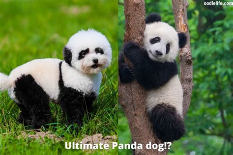 Top 8 How Much Does A Panda Dog Cost Lastest Updates 102022