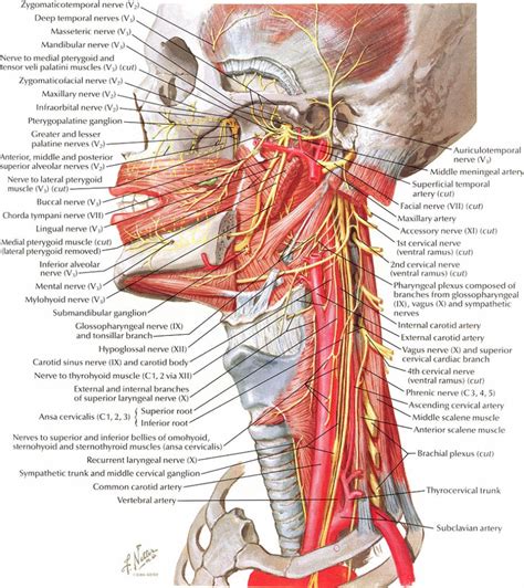 Head And Neck Nerves Innervation In Detail