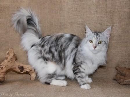 It has a distinctive physical appearance and valuable hunting skills. Maine Coon Cats - Breed Profile and Facts
