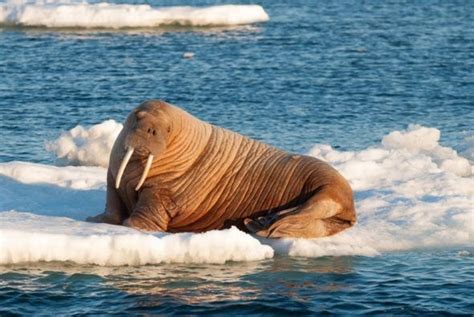 Walrus Photo National Geographic National Geographic Society Marine