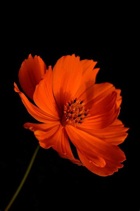 Orange Flower Photo Free Plant Image On Unsplash