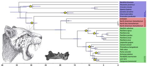 Evolutionary History Of Saber Toothed Cats Based On Ancient Mitogenomics Current Biology