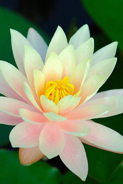 Beautiful Lotus Flowers Explore Amazing World