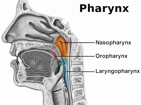 Pharynx Function Location Anatomy Muscles And FAQs