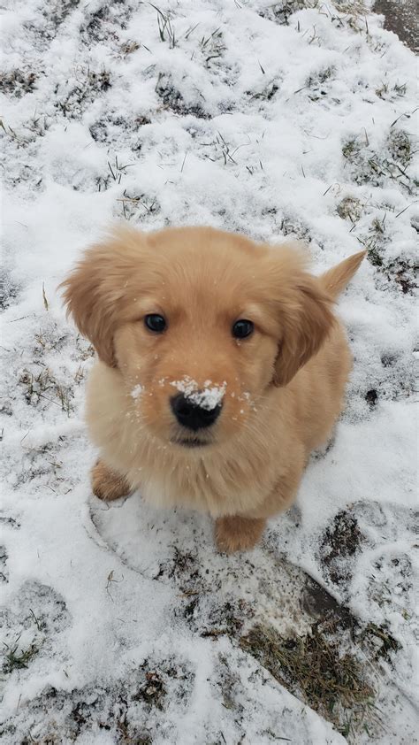 Fluffy Snow Fluffy Pup Meet Walnut Rgoldenretrievers