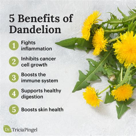 Health Benefits Of Dandelion
