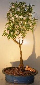 One of the healthiest and tastiest of the nuts, almonds are actually close relatives of peaches. Flowering Pink Almond Bonsai Tree For Sale (Prunus ...