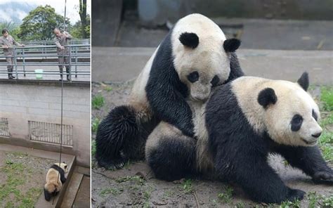 Who Said Romance Was Dead Giant Pandas Finally Mate After Being Poked With A Stick