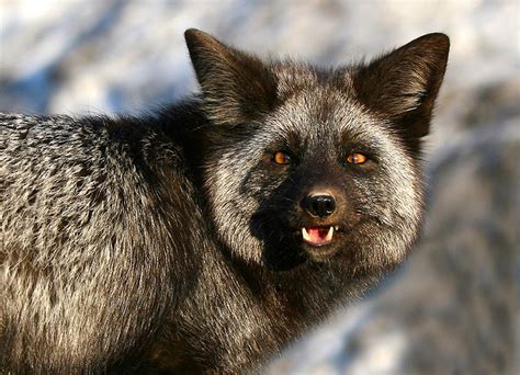 The Silver Fox Vivacious Variant Of Vulpes Vulpes The Ark In Space