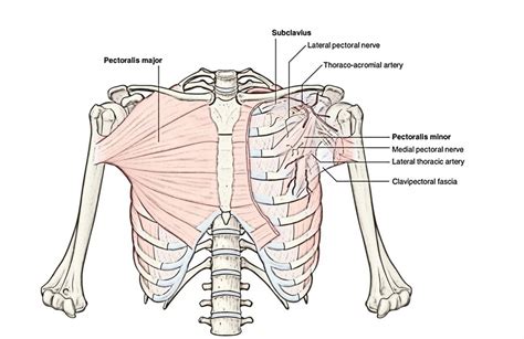 Diagram Of Chest Area Pectoral Muscles Area Innervation And Function