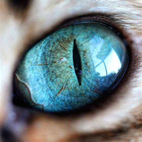 Cat Eyes Are Beautiful Rcats