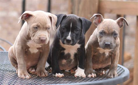 Pitbull Puppies Wallpaper Hd