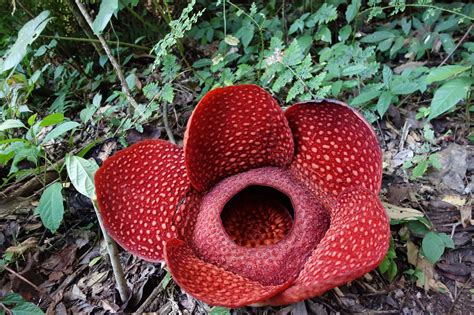 Rafflesia This Is A Rafflesia Arnoldii Photo Taken Th July