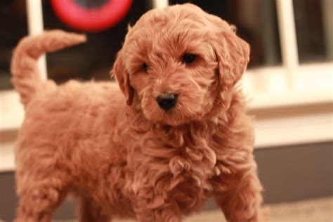 Red Goldendoodle From Adopted In 2013