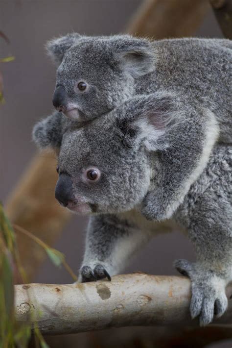 Say Gday To The Koalas At San Diego Zoo This Summer Momfluential Media