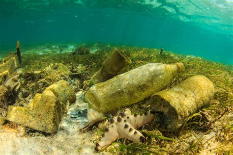 How Does Plastic Pollution Affect Marine Life And How Can We Reduce It