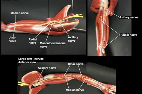 L4 Nerves Of The Arm Diagram Quizlet