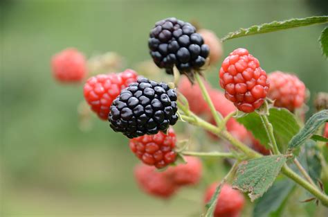 Jul 02, 2020 · r350 srd grant: Apply now for the 2021 Specialty Crop Block Grants | UCBJ ...