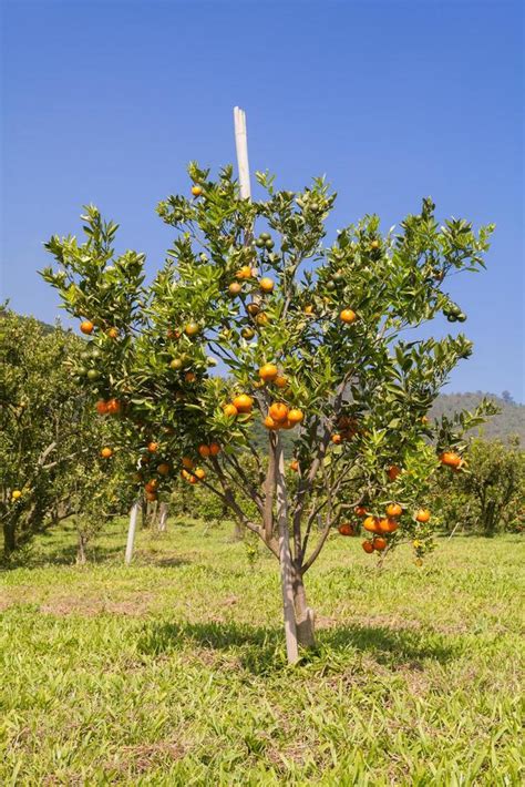 Orange Orchard In Northern Thailand 11043398 Stock Photo At Vecteezy