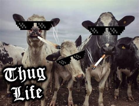 Thug Life Cows By Taotao1995 On Deviantart
