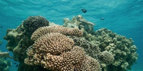 Hawaii To Approve Landmark Ban On Coral Damaging Sunscreens Ecowatch