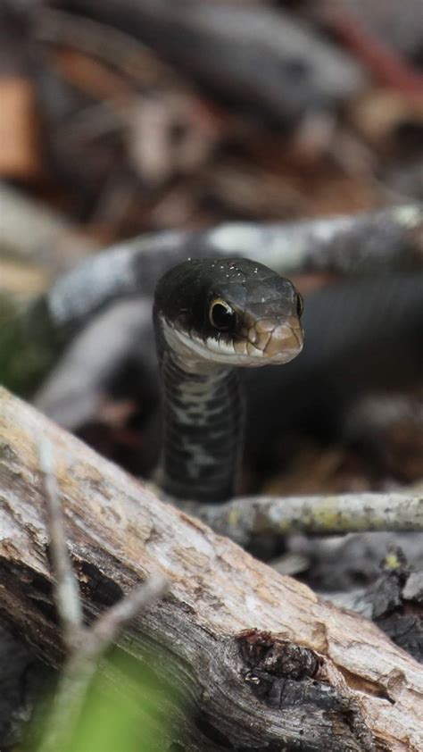 Black Racer Snake Bite