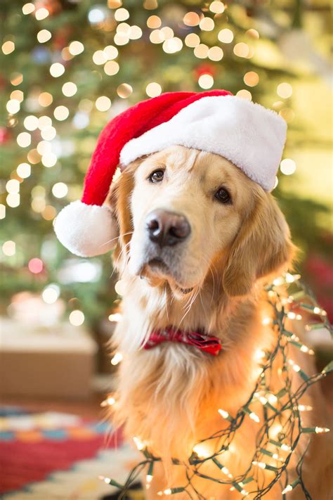 Golden Retriever Christmas Dog Christmas Pictures Golden Retriever