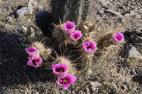 These flowers depend on rainfall and this display of flowers occurs only about once in a decade. Free picture: ping, purple flowering, barrel, cactus ...
