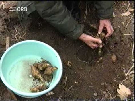 Wann soll ich die stauden schneiden und brauchst tipps zum rückschnitt von stauden und gräsern im frühjahr? Topinambur - "Du und Dein Garten" - YouTube
