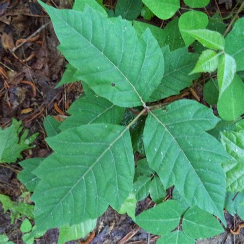 Uga Extension In Cobb County Leaves Of Threepoison Ivy In The Landscape