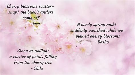 Versedays ∫ April ∫ Cherry Blossom Haikus ∫ Travelling Birdy